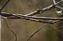 Tetragnatha_demissa_D4202_Z_82_Alexandra hills Brisbane_Australie